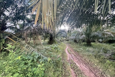 ที่ดินทำเลทองติดถนนสี่เลน อ.ถ่ำพรรณรา จ.นครศรีธรรมราช เป็นสวนปาล์ม  เนื้อที่ 8-1-9.3 ไร่ ราคาไร่ละ 2,500,000 บาท