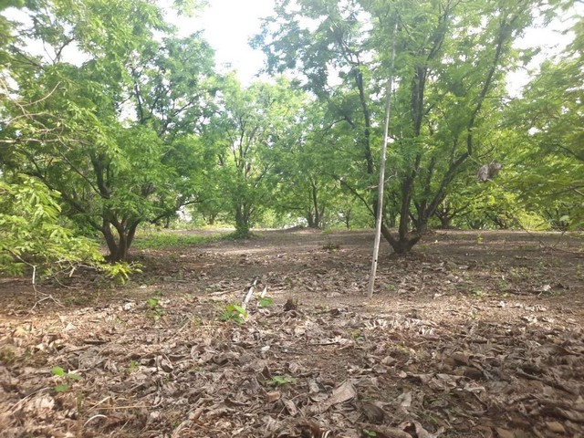 ขายที่ดิน วิวภูเขา จ.เพชรบูรณ์ จำนวน 23ไร่ 2งาน 5 ตรว ราคาไร่ล่ะ 65,000 บาท ขายยกแปลง