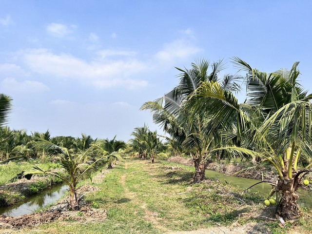 ขายสวนมะพร้าวติดคลอง ราคาถูก  เชิญทางนี้ ขายที่ดินแปลงนี้ ห่างจากถนนพระราม2 กม.ที่73 เพียงเล็กน้อยด้านหน้าติดถนน ด้านหน้าแปลงที่กว้าง 40เมตร ลึก300เมตร ด้านหลังติดคลองขุดเล็ก สวยมาก ด้านซ้าย ขวา ติดคลองลำประโดง ปลูกบ้าน ทำที่พัก ร้านอาหาร  สวยมาก ด้วยเนื้อที่ 6ไร่ 2งาน 23 ตรว.ราคาไร่ละ 1,300,000 บาท โฉนดครุฑแดง (ค่าโอน50:50)ต.ยี่สาร อ.อัมพวา จ.สมุทรสงคราม ใกล้จุดพักรถ คลองโค