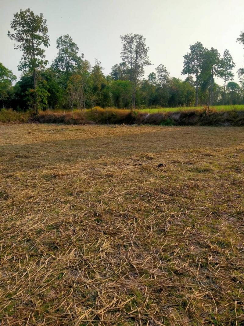 ขายที่ดิน 20 ไร่   เจ้าของขายเอง อำเภอกุฉินารายณ์ จังหวัดกาฬสินธุ์