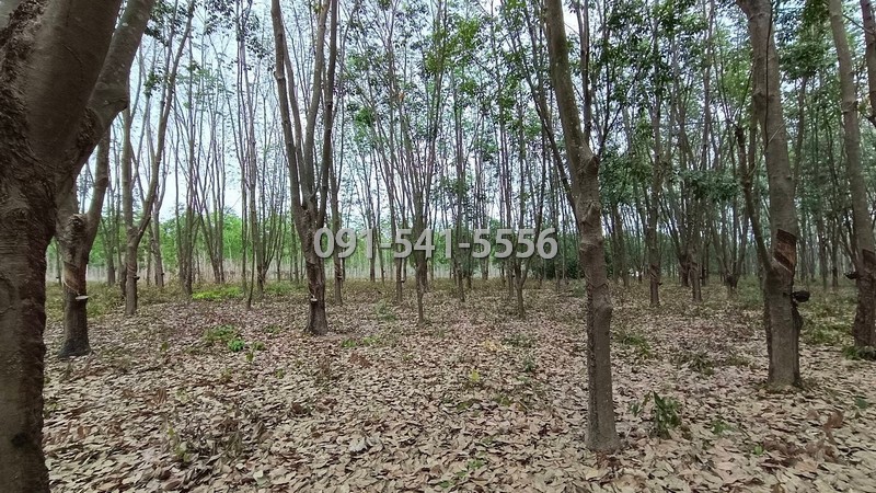 ขายที่ดิน 15-0-66.9 ไร่ แม่น้ำคู้ ปลวกแดง ใกล้อ่างเก็บน้ำดอกกราย ไร่ละ 700,000 บาทรายละเอียดของทรัพย์- ขายที่ดิน 15-0-66.9 ไร่ (6,066.9 ตร.ว.)- ที่ดินล้อมรั้วไว้เรียบร้อย ภายในที่ดินมีต้นยางเป็นจำนวนมาก- ไร่ละ 700,000 บาท (ตารางวาละ 1,750 บาท)- หน้ากว้างที่ดินติดถนนประมาณ 256 เมตร ลึกประมาณ 179 เมตร- ที่ดินติดถนนใหญ่ทางเข้าที่ดิน หัวมุมถนนมีโครงการกิธจ์สุขเสริมทรัพย์- ที่ดินห่างจากโครงการ 750 เม