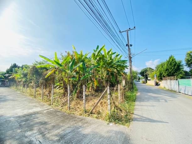 โซนแม่ริม ขายตรว.ละ 17,000 บาท เนื้อที่ 208 ตรว. แม่สา ตรงข้ามกองการสัตว์ที่ 3 ปากทางหมู่บ้านจัดสรรกำลังจะขึ้นกว่า 90 หลัง