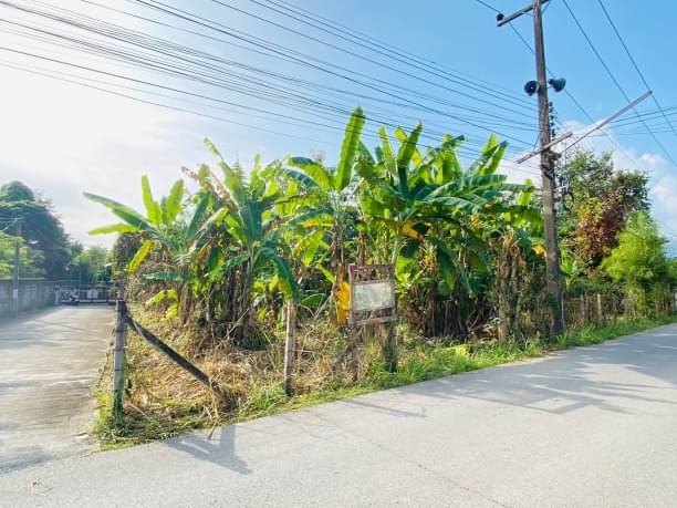 โซนแม่ริม ขายตรว.ละ 17,000 บาท เนื้อที่ 208 ตรว. แม่สา ตรงข้ามกองการสัตว์ที่ 3 ปากทางหมู่บ้านจัดสรรกำลังจะขึ้นกว่า 90 หลัง