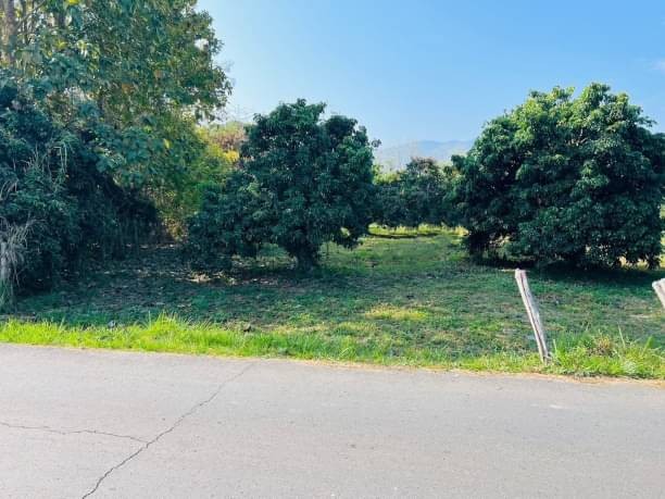 โซนแม่ริม ขายตรว.ละ 15,500 บาท เนื้อที่ 323.5 ตรว. แม่สา หลังแม็คโครแม่ริม ตรงข้ามดอนแก้ววิลเลจ