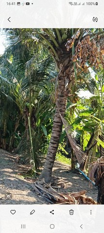 ขายที่ดิน 3-3-49 ไร่ ใกล้ ถนนบรมราชชนนี (ปิ่นเกล้า - นครชัยศรี) หอมเกร็ด ซ.13 สามพราน จ.นครปฐม  ZW315