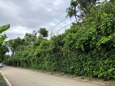 ขายที่ดิน อ.เมือง จ.กระบี่ ซอยตรงข้าม หมวดทางหลวงกระบี่ ปากซอยมีศูนย์รถยนต์ GWM อ.เมือง จ.กระบี่