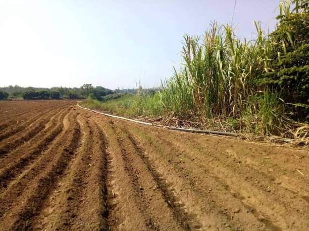 ที่ดินติดน้ำปิง ขายเพียง 18 ล้าน เนื้อที่ 26 ไร่ บ้านเป้า แม่แตง ทั้งหมด 19 แปลง ปัจจุบันปลูกพืชหลายชนิด ใกล้ค่ายนเรศวรมหาราช