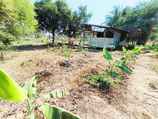 ขายที่บ่อดิน รวม 2 โฉนด 28-1-28  ไร่ ห่างถนนเลี่ยงเมืองพิษณุโลก 2 กม. ต.วังพิกุล อ.วังทอง