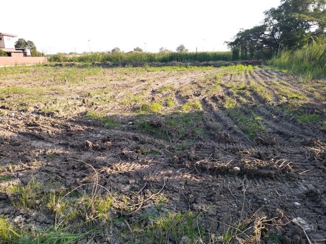 ขายที่ดินเปล่า ถมแล้วขนาด 2 ไร่ ซอยหทัยราษฎร์ 63 ทำเลทอง ใกล้ ตลาดมารวย ตลาดวงศกร สายไหมอเวนิว โรงพยาบาลซีจีเอชสายไหม บิ๊กซีฟู้ด