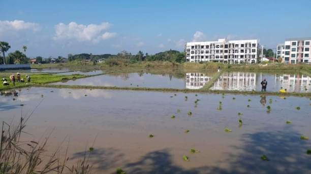 โซนสันทราย ขายไร่ละ 4 ล้าน เนื้อที่ 8-1-97 ไร่ สันนาเม็ง วิวสวย บรรยากาศดี ติดคนโดของคนจีน #ผังสีเหลืองร้อยเปอร์เช็น