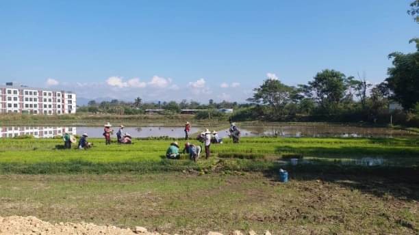 โซนสันทราย ขายไร่ละ 4 ล้าน เนื้อที่ 8-1-97 ไร่ สันนาเม็ง วิวสวย บรรยากาศดี ติดคนโดของคนจีน #ผังสีเหลืองร้อยเปอร์เช็น