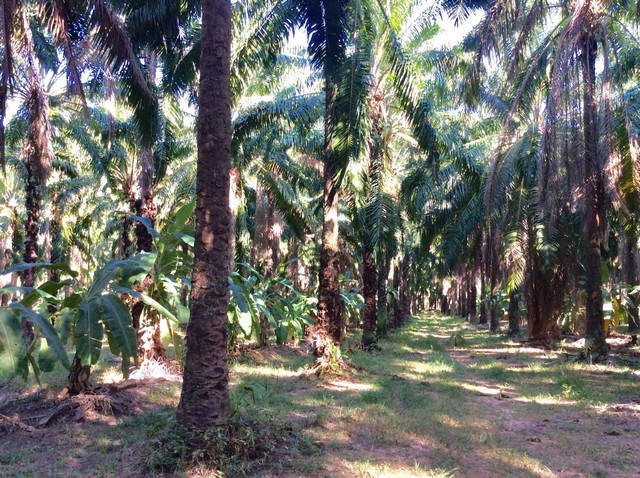 #ที่สวนปาล์ม 28 ไร่ แปลงเดียวกัน#ที่ตั้ง ม. 2 ต.สะพลี อ.ปะทิว จ.ชุมพร#รายละเอียดเพิ่มเติม- ขนาด 15 ไร่  มีโฉนด อายุปาล์ม ประมาณ 33 ปี- ขนาด 13 ไร่  กำลังรอรางวัดที่ดิน อายุปาล์มประมาณ 27 ปี** อยู่ห่างจากแหล่งท่องเที่ยว (หาดทุ่งวัวแล่น) ประมาณ 5 กก** อยู่ห่างจากเซเว่น ประมาณ 2 กก(( ในกรอบสี่เหลี่ยมที่วาดกับสีส้มคือที่ดินกำลังรอรางวัดเพื่อออกโฉนดคะ )) #ราคาที่ดิน รวมทั้งหมด 8 ล้านบ