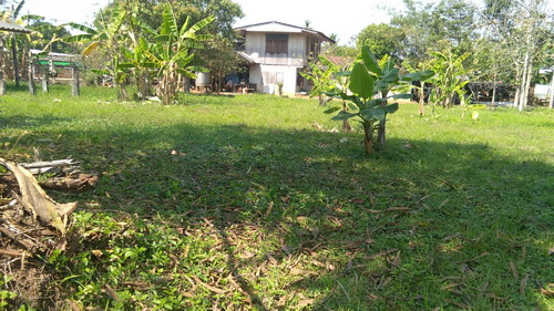 ขายที่ดิน 1-1-15 ไร่  ต.ท่าข้าวเปลือก อ.แม่จัน จ.เชียงราย พร้อมต้นสัก ประมาณ 30ต้น