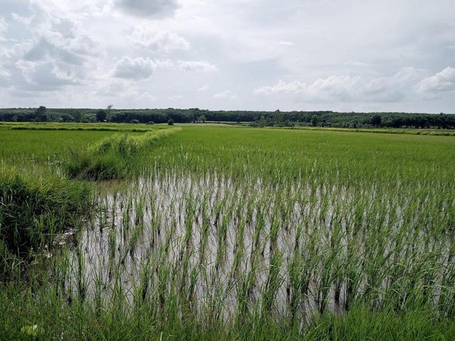 ขายด่วนที่ดิน ที่นาสวยดินงาม   เนื้อที่ 9 ไร่  หมู่ 4 ต.ทุ่งใหญ่ อ.กันทรลักษ์ จ.ศรีสระเกษ   ZE618