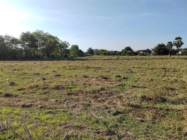 ขายดินสวย ในแหล่งชุมชน 6-2-45 ไร่ ถนนสุรนารายณ์  ต.โคกสูง อ.เมือง   จ.นครราชสีมา    ZE615