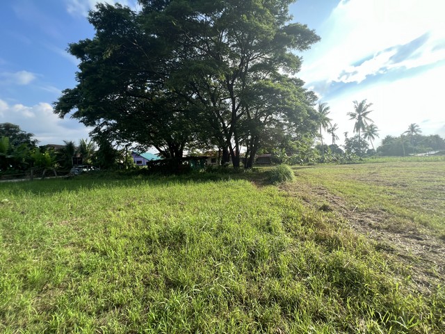 ขายที่ดินติดริมโขง 26-1-79 ไร่ บ้านกวนวัน อ.เมือง จ.หนองคาย