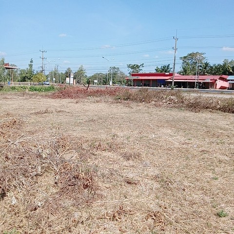 ขายด่วนที่ดินสวย 1-1-7 ไร่ ติดถนนหลัก กันทรลักษ์-ศรีสะเกษ บ้านศรีแก้ว ต.ศรีแก้ว อ.ศรีรัตนะ จ.ศรีสะเกษ    ZE589