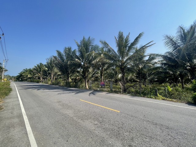 ที่ดินทำเลสวยๆ ติดถนนดำ ต.ควนทอง อ.ขนอม สวนมะพร้าวมีผลผลิตแล้ว ซื้อแล้วรอเก็บผลผลิตได้เลยครับ