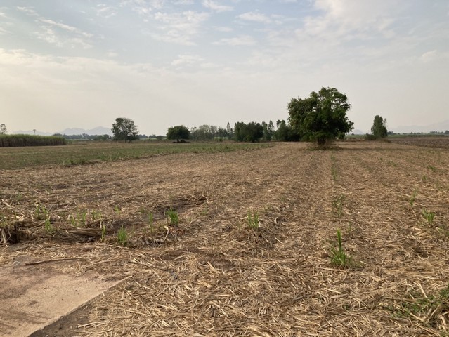 ขายที่ดินพร้อมสวนอินทผาลัม เจ้าของขายเอง ตำบลวังอิทก อำเภอบางระกำ จังหวัดพิษณุโลก