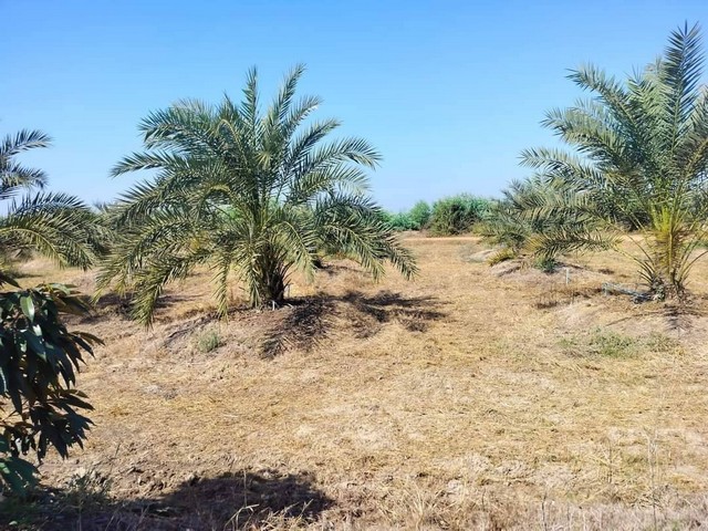 ขายที่ดินพร้อมสวนอินทผาลัม เจ้าของขายเอง ตำบลวังอิทก อำเภอบางระกำ จังหวัดพิษณุโลกที่ตั้ง : ตำบลวังอิทก อำเภอบางระกำ จังหวัดพิษณุโลกhttps://maps.app.goo.gl/ixCR4fJpx5AThZFZ8ขนาดพื้นที่ : 8 ไร่ 3 งาน 41 ตารางวารายละเอียดขายสวนอินทผาลัม  200 กว่าต้น อายุ4 ปีติดทางสาธารณะ2ด้าน น้ำไม่ท่วมมีน้ำจากกรมชลประทานใช้ทั้งปี มีบ่อน้ำในสวนพร้อมระบบปั๊มน้ำ และเดินระบบน้ำด้วยท่อ pvc ทั่วทั้งสวนสถานที