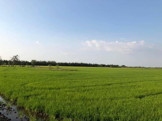 ขายที่ดิน 5 ไร่ โฉนด ฉ.5667 ต.บ่อเงิน อ.ลาดหลุมแก้ว จ.ปทุมธานี  เช่า 1500/ไร่/ปี ขาย ไร่ละ 800,000 บาท แบ่งโฉนดขาย ซื้อผ่อนเจ้าของได้ ที่ดินอยู่ใกล้สถานที่สำคัยมากมายแปลงนี้ข้อดี จุดน่าสนใจ บรรยากาศดี วิวดีได้วิวธรรมชาติ พื้นที่สวยอากาศดีโล่งโปร่งสบาย เหมาะแก่การทำการเกษตรเกษตรสวนผสม หรือสร้างบ้านหรือที่พักอาศัยได้อยู่ใกล้โรงเรียนวืทยาศาสตร์จุฬาภรณ์ราชวิทยาลัย ใ