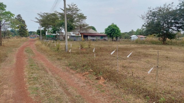 ขายที่ดินสวยสำหรับสร้างบ้าน 200 ตารางวา  ทางเข้าบ้านดอนซูด  ใกล้โรงเรียนบ้านดงเจริญ จ.หนองคาย  ZP097