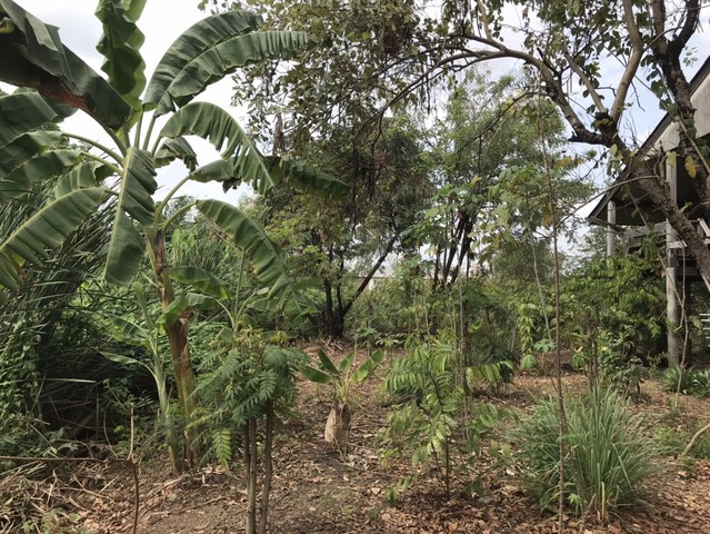 ขายที่ดินทำเลทอง ใกล้ห้างแฟชั่นไอแลนด์ถ.ปัญญาอินทรา ขนาด 7ไร่ 51 ตรว.