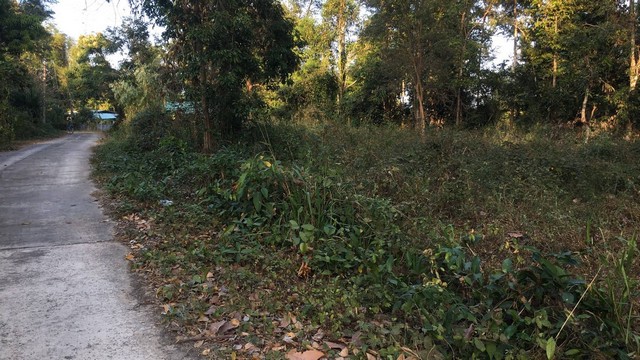 ขายที่ดิน บ้านนาคำ ต.นาคำ อ.คำเขื่อนแก้ว จ.ยโสธร ราคา 450,000 บาท  3งาน 80ตรว.