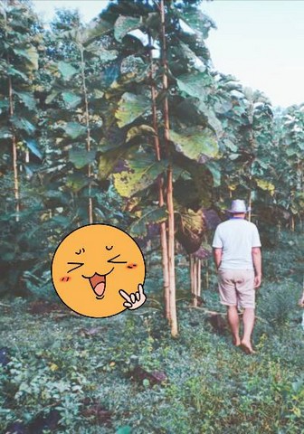 ขายที่ดินติดลำธาร ลำน้ำมวบ จ.น่าน เมืองเหนือ ต.พงษ์ อ.สันติสุข จ.น่าน เนื้อที่ 3 ไร่ 35 ตร.ว ราคา 800,000 บาท เอกสารสิทธิ์ นส.3 ก.ใกล้แหล้งชุมชนน้ำไฟเข้าถึง วิวงามธรรมชาติสมบูรณ์ ทิวเขาล้อมรอบ ลำธารผ่านข้างแปลงทั้งแถบ รูปที่ดินเป็นรูปสี่เหลี่ยมคางหมู น้ำใสไหลรินฉ่ำชุ่มเย็นสบายชุ่มฉ่ำสดชื่นเย็นสบายตลอดปี ไอหมอกยามเช้าแสนบริสุทธิ์ ท่ามกลางธรรมชาติ สดชื่นสวยงามตร