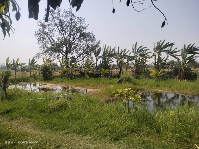 #ขายที่ดิน 10 ไร่ นส.4 โฉนดครุฑแดง #ที่ตั้ง บ้านยางบ่า ต.โคกสูง อ.เมือง จ.ชัยภูมิ