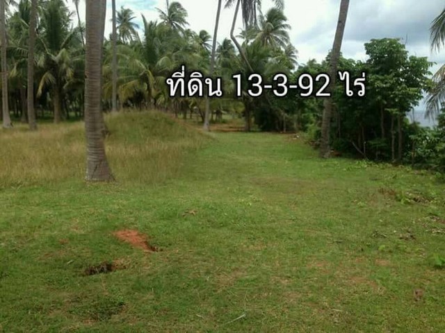 ขายที่ดินติดทะเล แปลงเล็กแบ่งขาย 100 วาขึ้นไป ตารางวาละ 6500 บาท  หาดผาฝั่งแดง  UNSEEN YHAILAND  ที่ดินหายาก แห่งเดียวในประเทศไทย ที่ดินใกล้ทะเลบนเนินผาสง่างาม แลเห็นทิวทัศน์รายล้อมสวยงามตระการตา พร้อมขาย ขายพร้อมโอน ขายที่ดินใกล้ทะเล หาดผาฝั่งแดง ทะเล สูงจาก ระดับน้ำทะเลประมาณ 5- 6 เมตร ฝั่งแดง ทะเลสวยน้ำใส ชุ่มฉ่ำเย็นสบายตลอดปี ไม่มีเบื่อ หนีร้อนคลายทุกข์สูดอากาศสดช