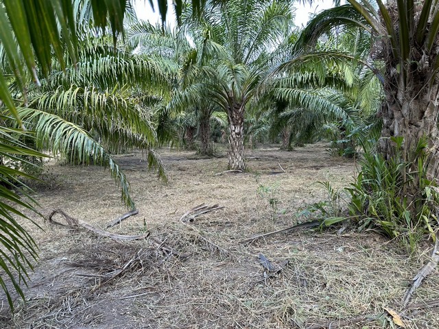 ขายด่วนๆที่ดิน สวนปาล์ม 54 ไร่ ตำบลสุขฤทัย อำเภอห้วยคต จังหวัดอุทัยธานี