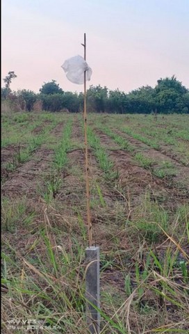 ขายด่วน ที่ดิน ขายถูก ขนาด ที่ดิน 4 ไร่ 30 ตารางวา ตำบลวังน้ำซับ อำเภอศรีประจันต์ จังหวัดสุพรรณบุรี