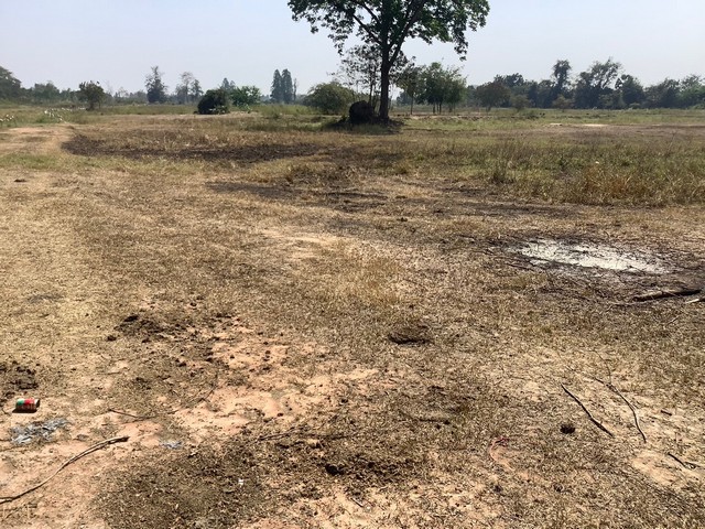 ขายที่ดิน 70  ไร่  ติดถนนราดยางเส้นรร.บ้านดอนใหญ่-วัดดอนใหญ่ อ.หนองมะโมง  ชัยนาท    ZK253