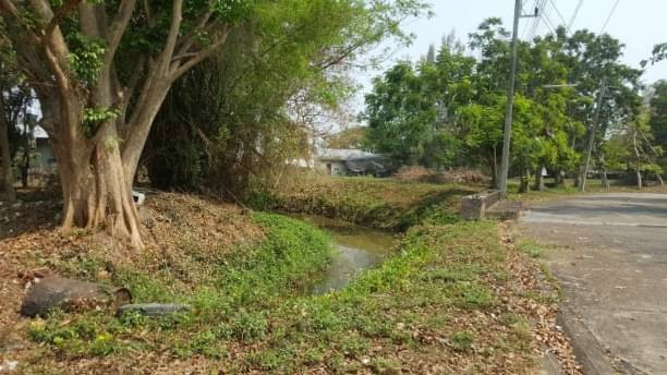 โซนดอยสะเก็ด ขายที่ดินตรว.ละ 22,000 บาท เนื้อที่ 326 ตรว. ตลาดขวัญ หมู่บ้านฟอร่าวิลล์ เชียงใหม่ ที่ดินปรับถมแล้ว มีลำน้ำล้อมรอบ