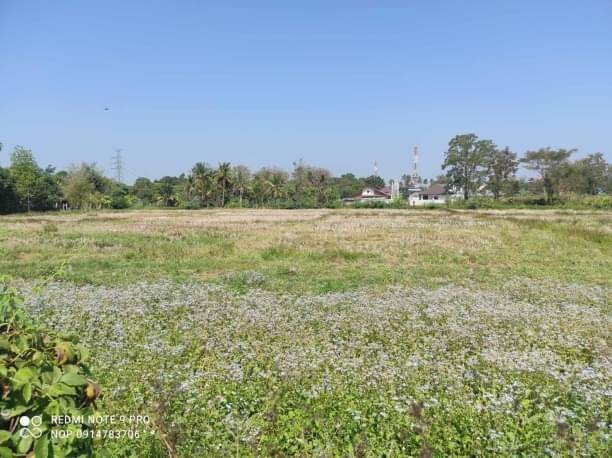 ที่ดินติดถนน ขายไร่ละ 4.6 ล้าน เนื้อที่ 12-3-70 ตรว. #สันทรายหลวง #สันทราย เป็นที่นา วิวสวย #ใกล้โรงเรียนสันทรายหลวง