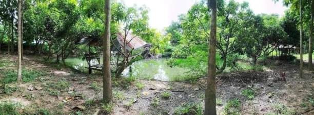 โซนสันทราย ขายไร่ละ 2 ล้าน เนื้อที่ 6 ไร่ ป่าไผ่ ที่สวน ติดน้ำ บรรยากาศดี ร่มรื่น ใกล้ม.แม่โจ้ ใกล้วัดทุ่งข้าวตอก #ราคาต่อรองได้