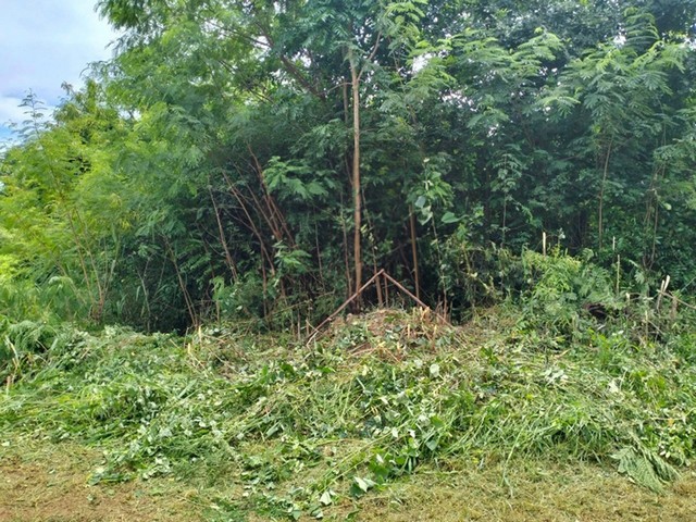 ขาย ที่ดิน ต.บ้านกอก อ.จัตุรัส จ.ชัยภูมิ  PAP1-0307