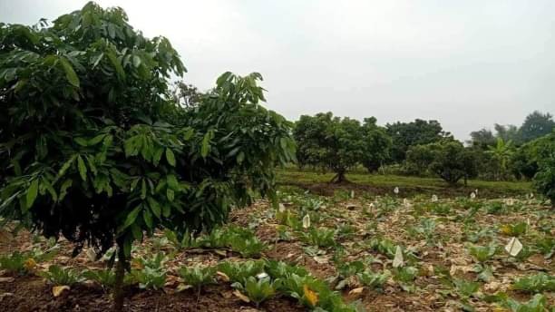 โซนสารภี ขายไร่ละ 2.8 ล้าน เนื้อที่ 4.5 ไร่ แถวนี้บ้านจัดสรรขึ้นเกือบเต็มค่ะ ที่สวย วิวดี ใกล้เมือง เดินทางสะดวกสบาย