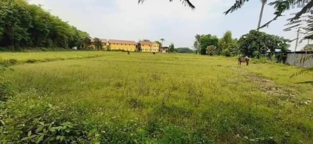 ขายที่นา ไร่ละ 6.5 ล้าน เนื้อที่ 4-2-61 ตรว. #หนองควาย #หางดง #ติดถนน ใกล้แหล่งชุมชน