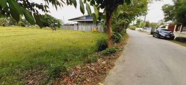 ขายที่นา ไร่ละ 6.5 ล้าน เนื้อที่ 4-2-61 ตรว. #หนองควาย #หางดง #ติดถนน ใกล้แหล่งชุมชน