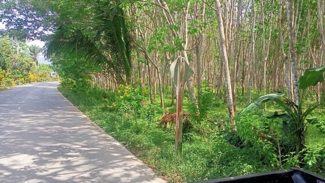 ขายที่ดิน สวนยาง เนื้อที่ 18 ไร่ 89 ตารางวา ถนนยุทธศาสตร์ อ.ทุ่งสง จ. นครศรีธรรมราช