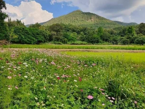 ขายด่วน ไร่ละ 2 ล้าน เนื้อที่ 33-2-99 ตรว. ออนใต้ สันกำแพง บรรยากาศดี วิวภูเขา ท่ามกลางธรรมชาติ ติดถนน เหมาะสำหรับทำบ้านพักตากอากาศ