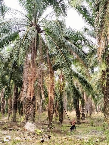 ที่ดินพรัอมสวนปาล์มน้ำมัน 124ไร่ จ.กระบี่ คลองท่อม ต.ทรายขาว