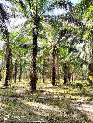 ขายที่ดินพรัอมสวนปาล์มน้ำมัน 124ไร่ จ.กระบี่ คลองท่อม ต.ทรายขาว