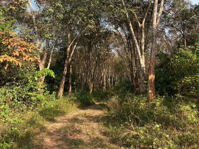 ZB048ขายด่วนที่ดินพร้อมสวนยาง อำเภอขุนทะเล สุราษฎร์ธานีเนื้อที่ 7-0-10ไร่ ห่างจากถนน 4009 100เมตรขาย 12.35 ล้านสถานที่สำคัญใกล้เคียง- โรงเรียนบ้านดอนเกลี้ยง- สนามฟุตบอลอาเมนอารีน่า- มหาวิทยาลัยราชภัฏสุราษฎร์ธานี- มหาวิทยาลัยสงขลานครินทร์ วิทยาเขตสุราษฎร์ธานี- สำนักงานวิทยาเขตสุราษฎร์ธานี- โรงเรียน มอ. วิทยานุสรณ์ สุราษฎร์ธานี- ศาลแขวงสุราษฎร์ธานี- ตลาดนัดซอย2- วัดภูธร