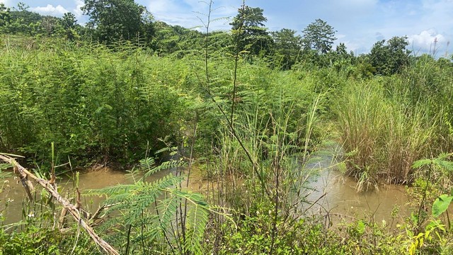 ขายที่ดินติดลำธาร ลำน้ำมวบ จ.น่าน เมืองเหนือ ต.พงษ์ อ.สันติสุข จ.น่าน เนื้อที่ 3 ไร่ 35 ตร.ว ราคา 800,000 บาท เอกสารสิทธิ์ นส.3 ก.ใกล้แหล้งชุมชนน้ำไฟเข้าถึง วิวงามธรรมชาติสมบูรณ์ ทิวเขาล้อมรอบ ลำธารผ่านข้างแปลงทั้งแถบ รูปที่ดินเป็นรูปสี่เหลี่ยมคางหมู น้ำใสไหลรินฉ่ำชุ่มเย็นสบายชุ่มฉ่ำสดชื่นเย็นสบายตลอดปี ไอหมอกยามเช้าแสนบริสุทธิ์ ท่ามกลางธรรมชาติ สดชื่นสวยงามตร