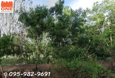 รายละเอียดเพิ่มเติมขนาดที่ดิน 3งาน 98 ตารางวา  ที่สวย หน้ากว้าง26 ม. ลึก 56 ม.ที่ด้านหน้าติดถนน 2ด้านเข้า-ออก ได้หลายทาง บรรยากาศดีค่าโอนคนละครึ่ง โฉนดพร้อมโอนทำเลทางสาธารณะประโยชน์สถานที่ใกล้เคียงวู๊ดแลนด๋เมืองไม้วัดบางพระ วัดศรีษะทอง(วัดราหู)ตลาดสด=====ราคาขาย 900,000 บาท====สนใจนัดชมสถานที่จริง พร้อมติดต่อสินเชื่อฟรี ติดต่อ อุยะเนตร ชั่นฮง 095-982-9691Line id  : uyanetRealty One Estate (Thailand) Co.,Ltd