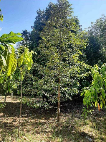 ZB049ขายที่ดินพร้อมสิ่งปลูกสร้างบ้านและสวนผลไม้ อ.ลานสกา นครศรีธรรมราช ห่างจากแม่น้ำ 150 เมตร2-1-64 ไร่ ขนาดบ้าน 2 ชั้น 160 ตารางวาประกอบด้วยชั้นบน 1 ห้องโถง 1 ห้อง อ่านหนังสือ 1 ระเบียงดูดาวชั้นล่าง1 ห้องโถง2 ห้องนอน (ห้องน้ำในตัว)1 ห้องน้ำ1 ห้องครัว 1 ห้องทานข้าว1ห้องน้ำ นอกบ้านต้นทุเรียน 35ต้นทุเรียน 4 ปี 27 ต้น (ออกดอกแล้ว)ทุเรียน 2 ปี 5 ต้นทุเรียน 3 ต้น อายุ 7 ปี ออกผลดก ทั้งหมดเป็