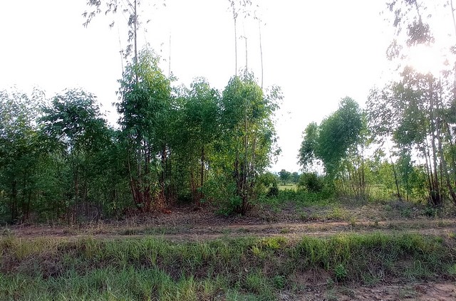 ขาย ที่ดิน ต.นาหนองทุ่ม อ.แก้งคร้อ จ.ชัยภูมิ PAP6-0453